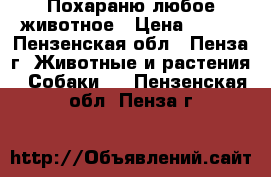 Похараню любое животное › Цена ­ 800 - Пензенская обл., Пенза г. Животные и растения » Собаки   . Пензенская обл.,Пенза г.